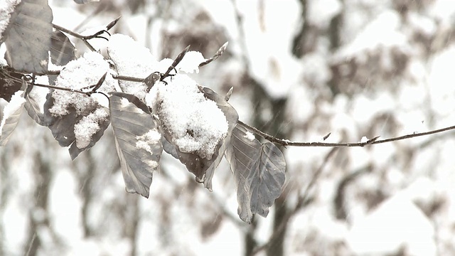 雪-高键特写视频素材