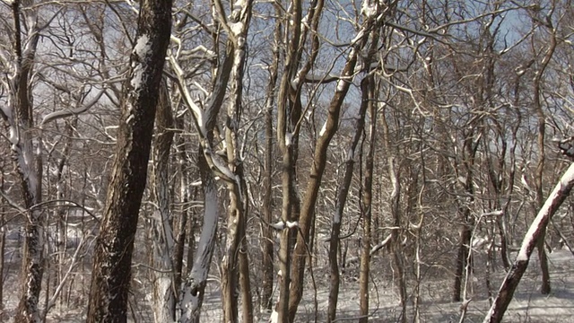 下雪的森林视频下载