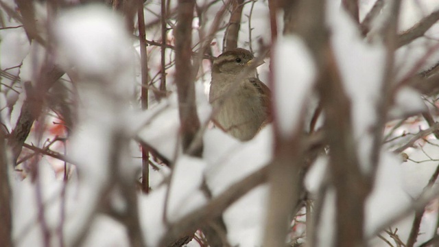 雪林里的鸟视频下载