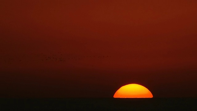 鸟儿飞过夕阳视频素材