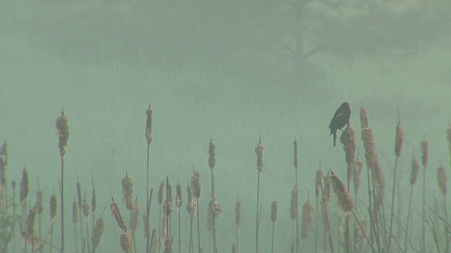 雾香蒲与鸟视频素材