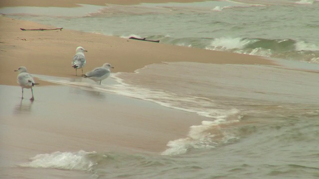 海滩上的海鸥视频素材