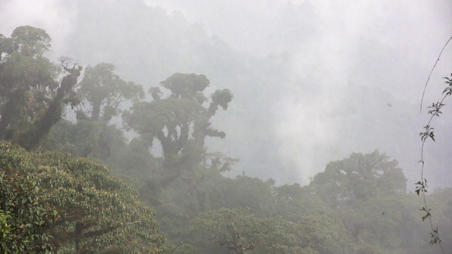 厄瓜多尔安第斯山脉的云雾森林视频素材