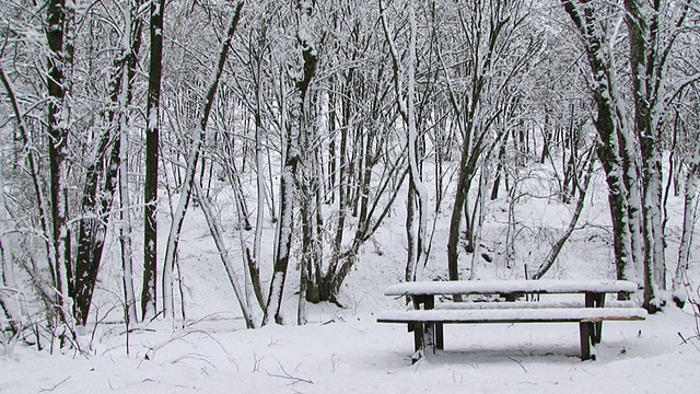 森林在雪视频素材