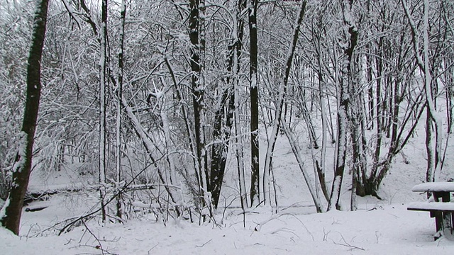 森林在雪视频素材