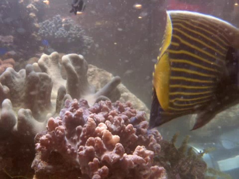 水族馆视频素材