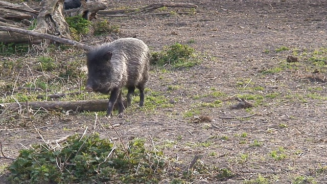 野猪视频素材