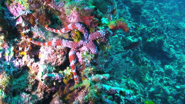 海星视频素材