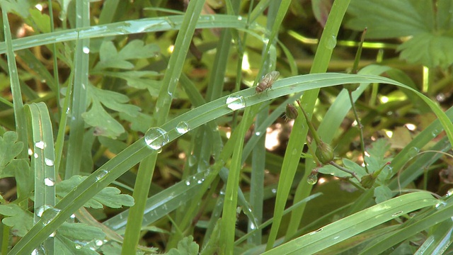 绿草带着雨滴飞视频素材