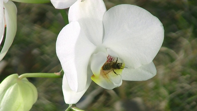 蜜蜂在从一株白色兰花上采集花粉视频素材