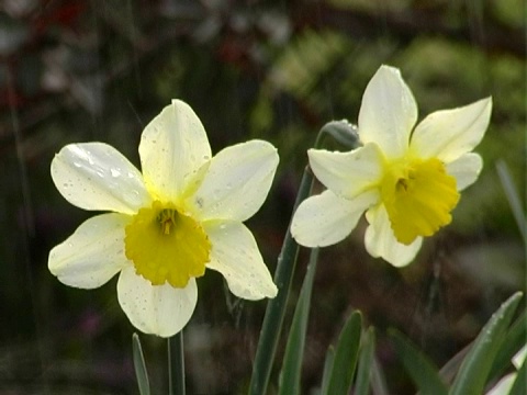 水仙花沾满了雨滴视频素材