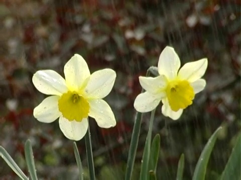 水仙花的雨DV视频素材