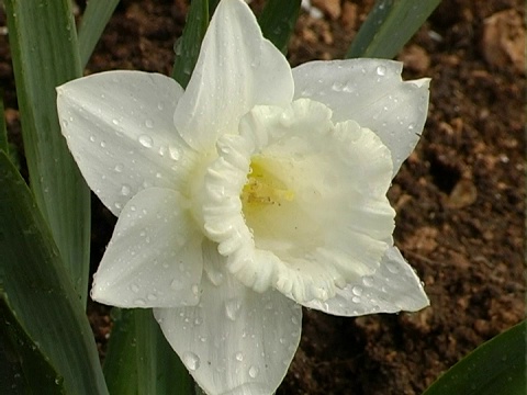 水仙花洒满了DV的雨滴视频素材