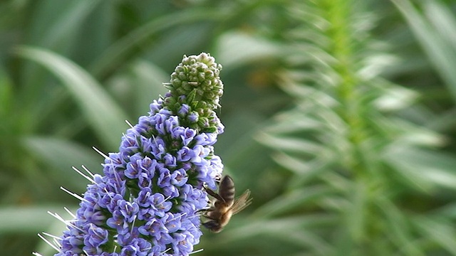 蜜蜂采集花粉视频素材