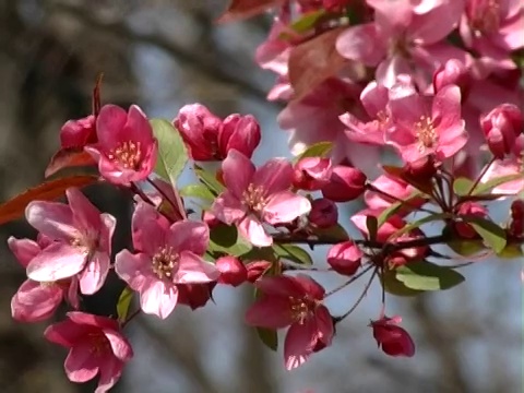 布什开花视频素材