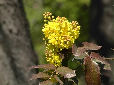 春天开花视频素材