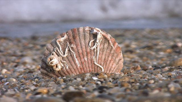 海滩上的贝类视频素材