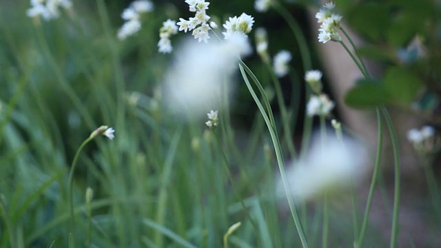 架焦点野花视频素材