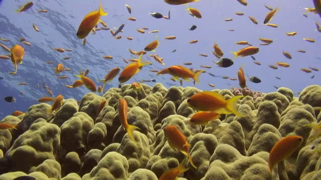 珊瑚礁-海洋生物视频素材