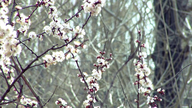 花杏视频素材