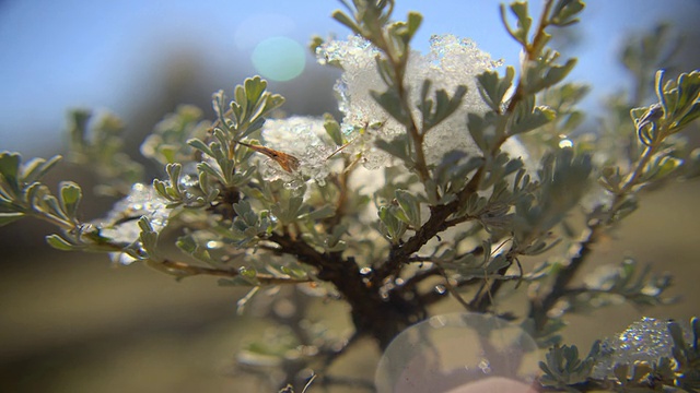 雪树视频下载