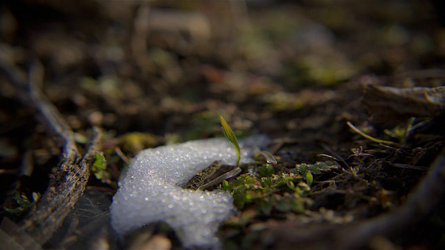 雪草视频素材