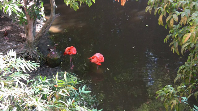 水里有两只火烈鸟视频素材