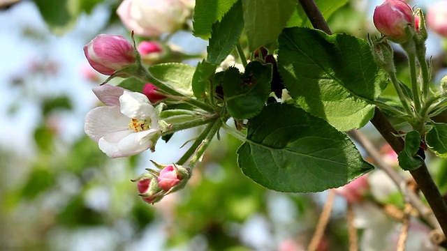 苹果的花视频素材