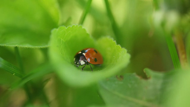 小瓢虫视频素材