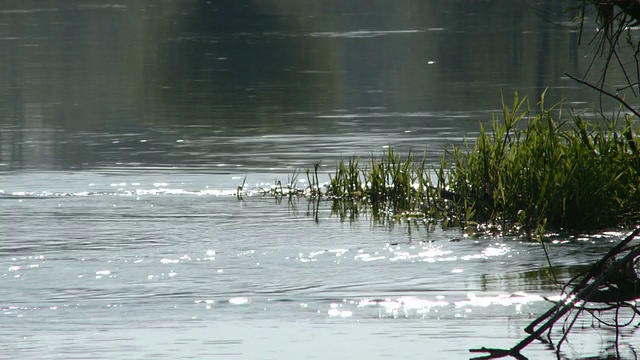 河水飘浮的陆地汁河水与植物视频下载