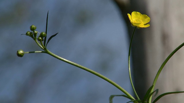 花形的哥花视频素材