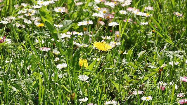 田野里有蒲公英和雏菊花视频素材