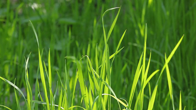 绿草视频素材