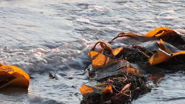 海带和海浪视频素材