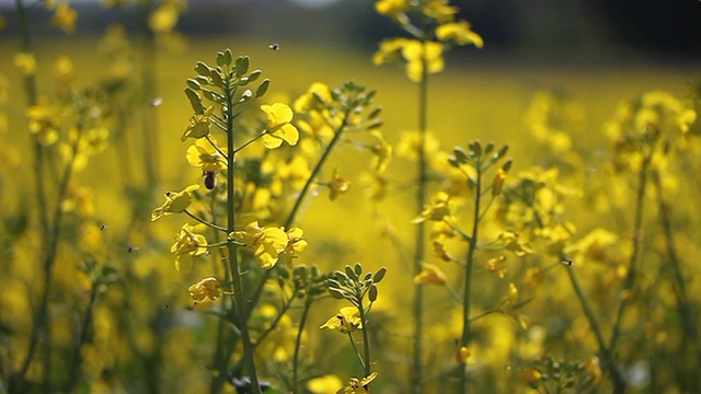 油菜籽视频下载