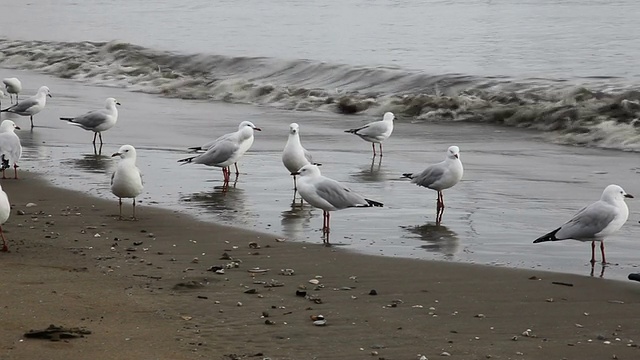 海滩上的海鸥视频素材