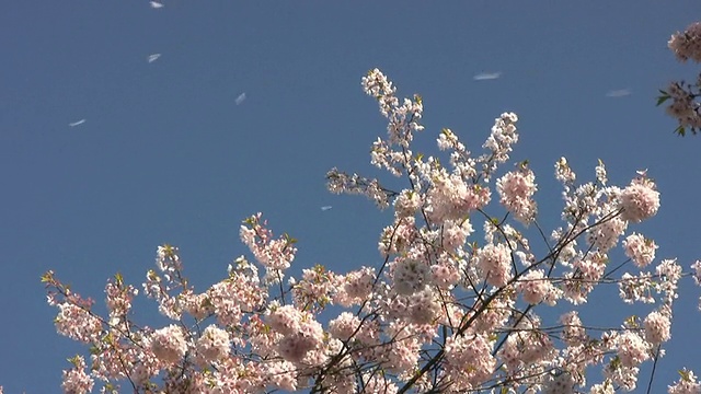 樱花飞落樱花树(HD 1080p30)视频素材