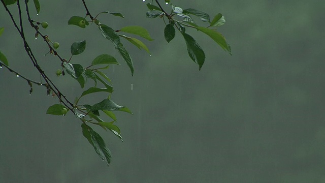 暴雨中树叶的特写镜头。视频素材