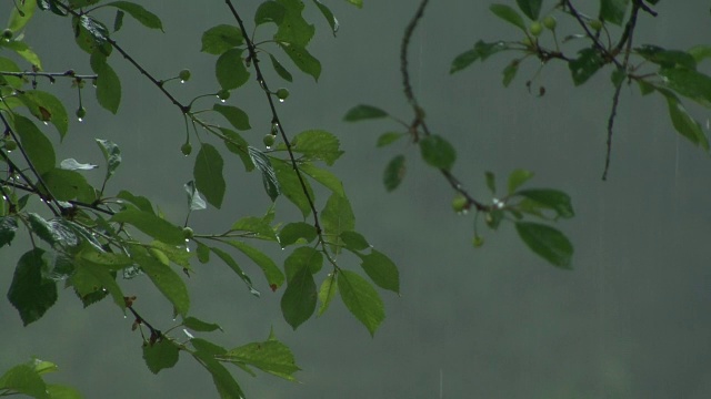 暴雨中树叶的特写镜头。视频素材