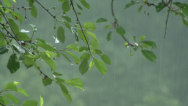 暴雨中树叶的特写镜头。视频素材