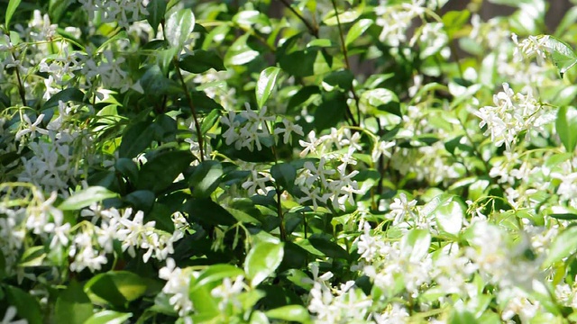 茉莉花随风飘动视频素材