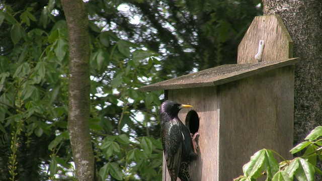 燕八哥在nestbox视频下载