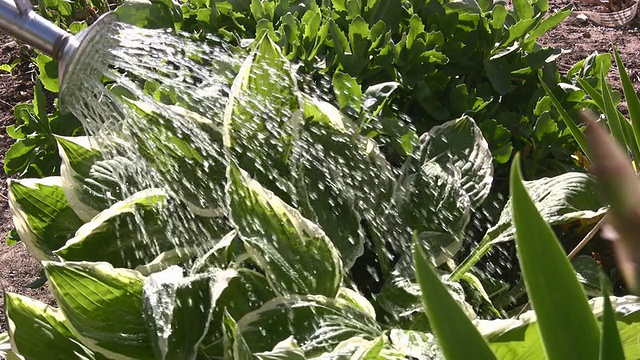 给花园浇水视频素材