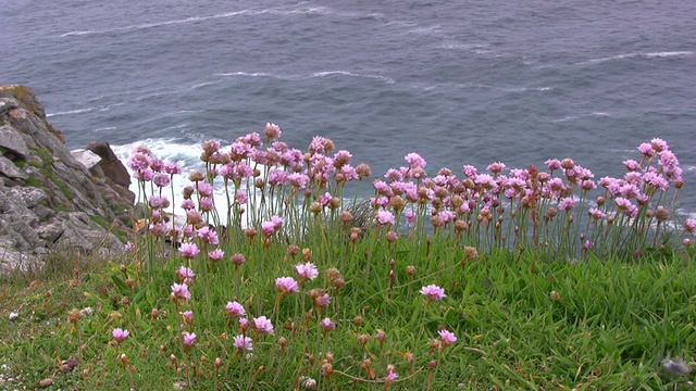 海上的花视频素材