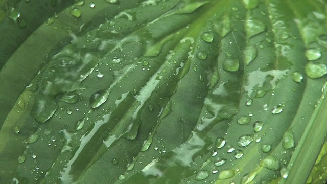 树叶上的雨3视频素材