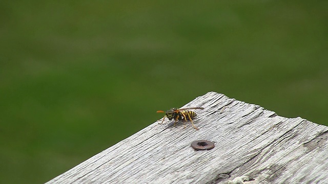 黄夹克黄蜂转身飞走了视频下载