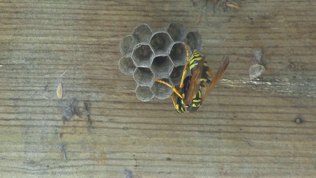 黄夹克黄蜂倾向于在巢中产卵视频下载