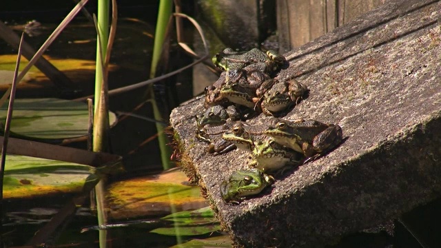 青蛙在池塘里视频素材