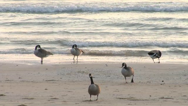 海滩上的鹅视频素材