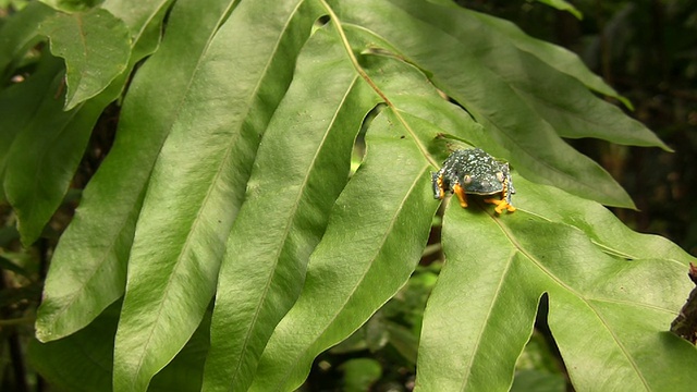 亚马逊叶蛙(Cruziohyla craspedopus)视频素材